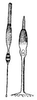 RODS9B9.BMP