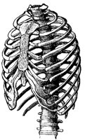 RIBS_8W4.BMP