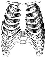 LUNGS8W3.BMP