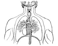 LUNGS8W2.BMP