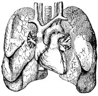 LUNGS8T3.BMP