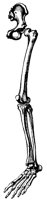 LEG_8R5.BMP