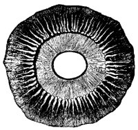 IRIS_9B2.BMP