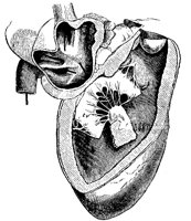 HEART8T5.BMP