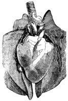 HEART8T1.BMP
