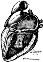 HEART2F4.BMP