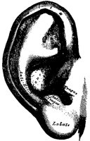 EAR_2F3.BMP