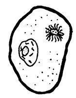CELL_2R1.BMP