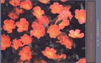 FLOWRS02.BMP