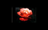 FLOWR2.BMP