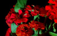 FLOWERS1.BMP
