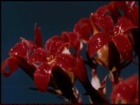 FLOWER2.BMP