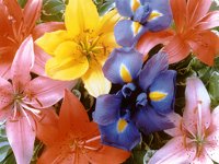 FLOWER.BMP