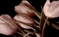 DEWDROP9.BMP