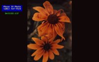 DAISIES.BMP