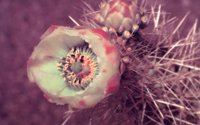 CHOLLA.BMP