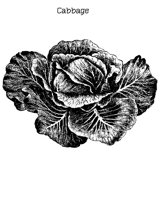 CABBAGE.BMP