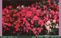 BEGONIAS.BMP