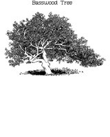 BASSWOOD.BMP