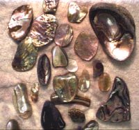 ABALONE5.BMP