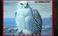FALCON2.GIF