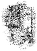 WOODS0M8.BMP