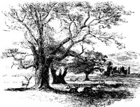 TREE_A62.BMP