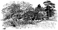 TREESD00.BMP