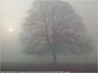 BARETREE.BMP