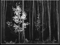 ASPENS.BMP
