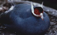 FAT_BIRD.GIF