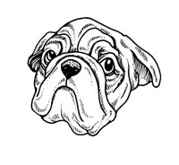 BULLDOG.TIF