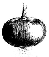 ZWIEBEL3.TIF