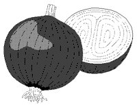 ZWIEBEL2.TIF