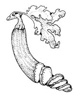 ZUCCHINI.TIF