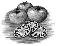 TOMATE3.TIF