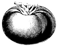 TOMATE2.TIF