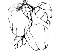 PFEFFER2.TIF