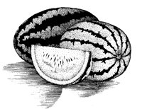 MELONE.TIF
