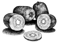 KIWI.TIF