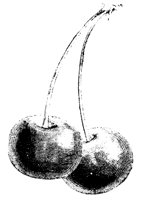 KIRSCHE1.TIF