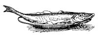 FISCH01.TIF
