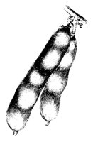 ERBSEN.TIF