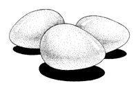 EIER01.TIF