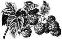 BROMBEER.TIF