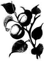 APRICOT.TIF