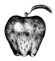 APFEL7.TIF