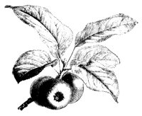 APFEL1.TIF