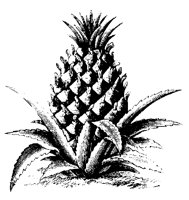 ANANAS2.TIF