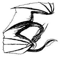F_DRACHE.TIF
